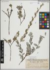 Foto von Salix repens L.